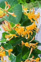 Lonicera tellmanniana 70- 80cm - 2 stuks - geel naar oranje kleurende bloemen - half wintergroen - zwarte bessen na bloeitijd - 2 liter pot -