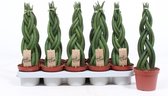Kamerplanten van Botanicly – 4 × Vrouwentongen – Hoogte: 35 cm – Sansevieria Twister