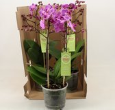 Orchideeën van Botanicly – 2 × Vlinder orchidee – Hoogte: 35 cm, 1 tak – Phalaenopsis multiflora