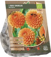 Dahlia Ball Sylvia (Bio) per 1