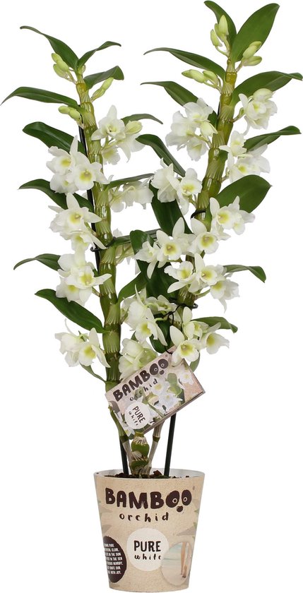 Orchidee van Botanicly – Bamboe Orchidee – Hoogte: 50 cm, 2 takken, witte bloemen – Dendrobium nobile Apollon