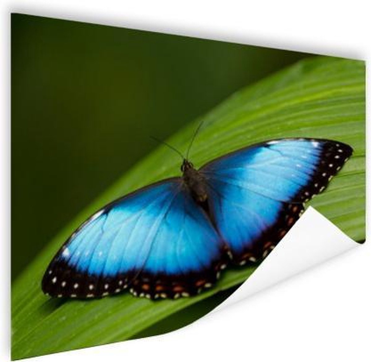 Poster Morpho vlinder op blad - 120x80 cm