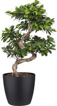 Bonsai van Botanicly – Chinese vijg incl. sierpot zwart als set – Hoogte: 70 cm – Ficus Gin Seng