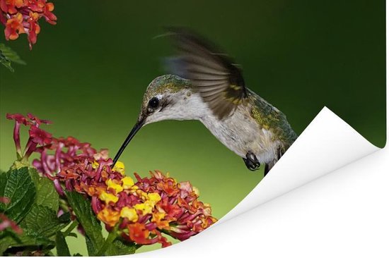 Colibri femelle se nourrit d'une fleur de Lantana Poster 90x60 cm - Tirage photo sur Poster (décoration murale salon / chambre)