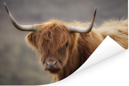 Close up of a Scottish Highlander Poster 180x120 cm - Tirage photo sur Poster (décoration murale salon / chambre) / Poster Animaux sauvages XXL / Grand format!