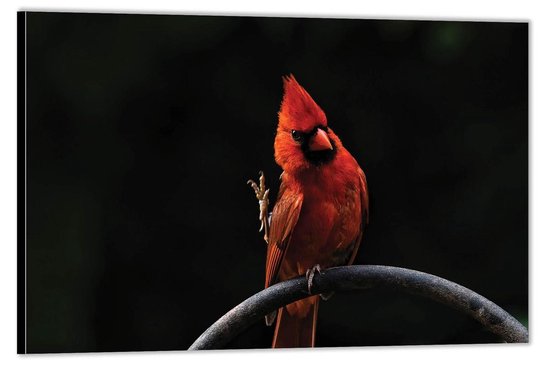 Dibond -Oranje Vogel op Tak- Foto op Aluminium (Wanddecoratie van metaal)