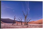 Dibond –Kale Takken in de Woestijn– 40x30 Foto op Aluminium (Wanddecoratie van metaal)