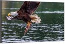 Dibond –Jagende Roofvogel boven het Water– 120x80cm Foto op Aluminium (Met Ophangsysteem)