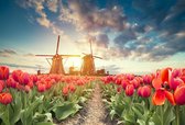 Schilderij - Tulpen en molens,  2 maten, Premium print