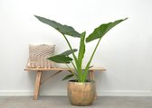 Alocasia Macrorrhiza -  150cm