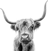 Schilderij - Hoogland koe, 3 Maten, Premium print