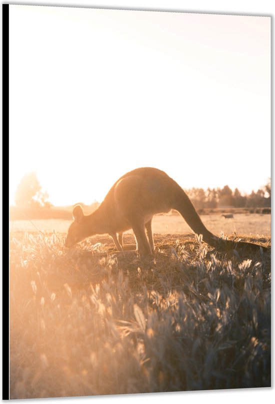 Dibond –Kangoeroe bij Zonsopkomst – 60x90cm Foto op Aluminium (Met Ophangsysteem)
