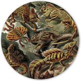 Wooncirkel - Basiliscus hagedissen - Ernst Haeckel (⌀ 40cm)