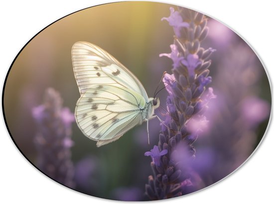 Dibond Ovaal - Insect - Vlinder - Bloem - Lavendel - 40x30 cm Foto op Ovaal (Met Ophangsysteem)
