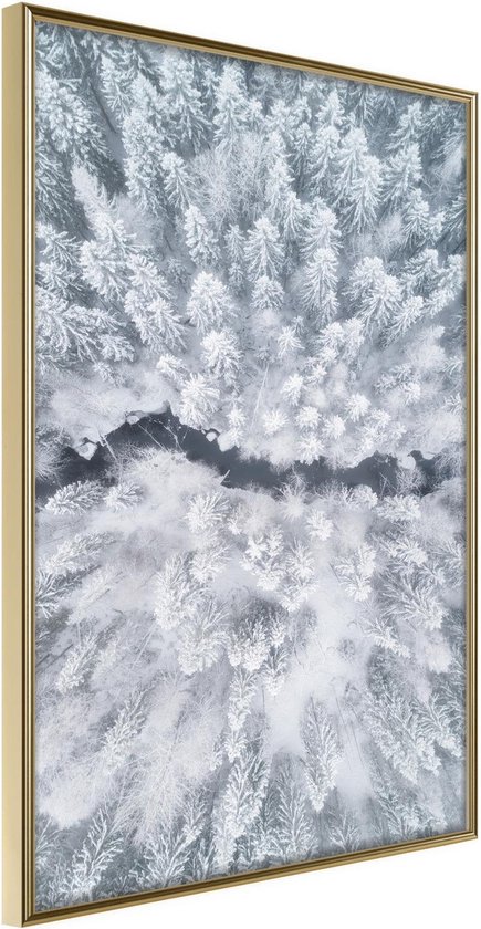 Winter Forest From a Bird's Eye View