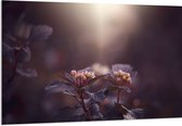 Acrylglas - Paarse Physocarpos Bloemen met Zonlicht erop Schijnend - 150x100 cm Foto op Acrylglas (Met Ophangsysteem)
