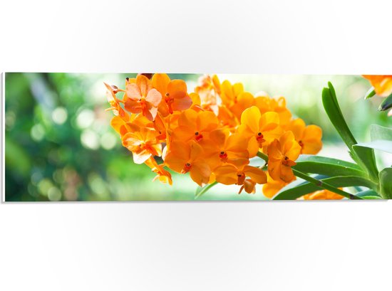 PVC Schuimplaat- Boeket van Oranje Orchideeën Bloemen Hangend aan Stengel - 60x20 cm Foto op PVC Schuimplaat