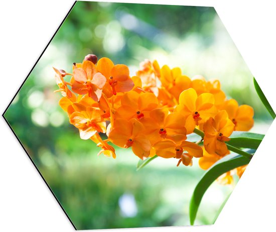 Dibond Hexagon - Boeket van Oranje Orchideeën Bloemen Hangend aan Stengel - 60x52.2 cm Foto op Hexagon (Met Ophangsysteem)