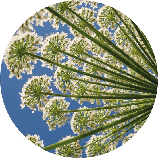 Muurcirkel berenklauw 20cm - Wandcirkel - Wanddecoratie - muurcirkel binnen - woonkamer - kunststof - muurcirkel bloemen