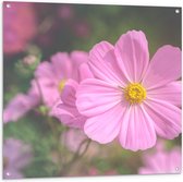 Tuinposter – Roze Cosmea Bloem met Wazige Cosmea Bloemen Achtergrond - 100x100 cm Foto op Tuinposter (wanddecoratie voor buiten en binnen)