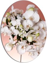 Dibond Ovaal - Vlinderorchidee bloemen lichtroze wit gekleurd - 51x68 cm Foto op Ovaal (Met Ophangsysteem)
