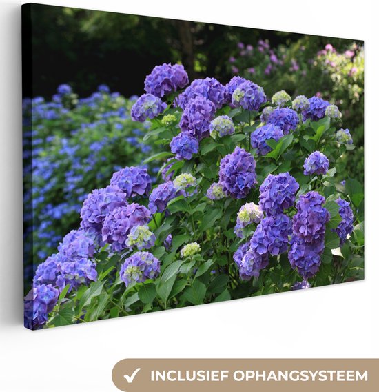 Canvas Schilderij Paarse hortensia's in een Japanse tuin - 90x60 cm - Wanddecoratie