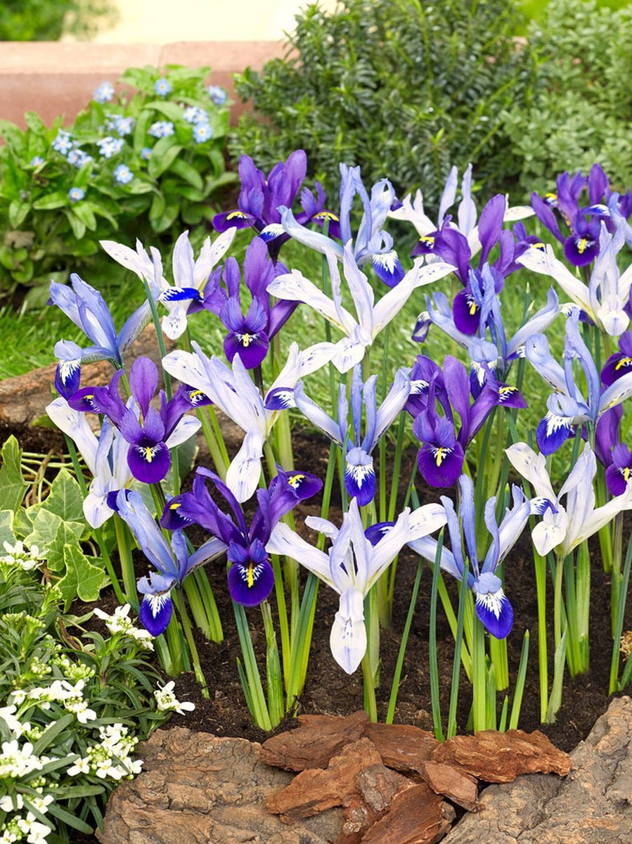 50x Iris 'Iris reticulata gemengd' - BULBi® Bloembollen met bloeigarantie