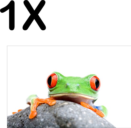 BWK Textiele Placemat - Exotische Kikker Kijkt Nieuwsgierig over een Steen - Set van 1 Placemats - 45x30 cm - Polyester Stof - Afneembaar