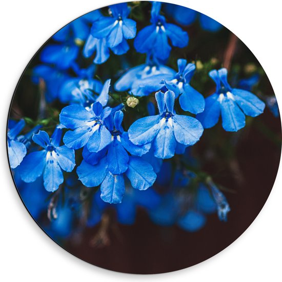Dibond Muurcirkel - Blauwe Tuinlobelie Bloemen voor Donkere Achtergrond - 50x50 cm Foto op Aluminium Muurcirkel (met ophangsysteem)
