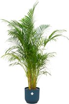 Green Bubble - Dypsis Lutescens (Areca palm) inclusief elho Vibes Fold Round blauw Ø30 - 160cm