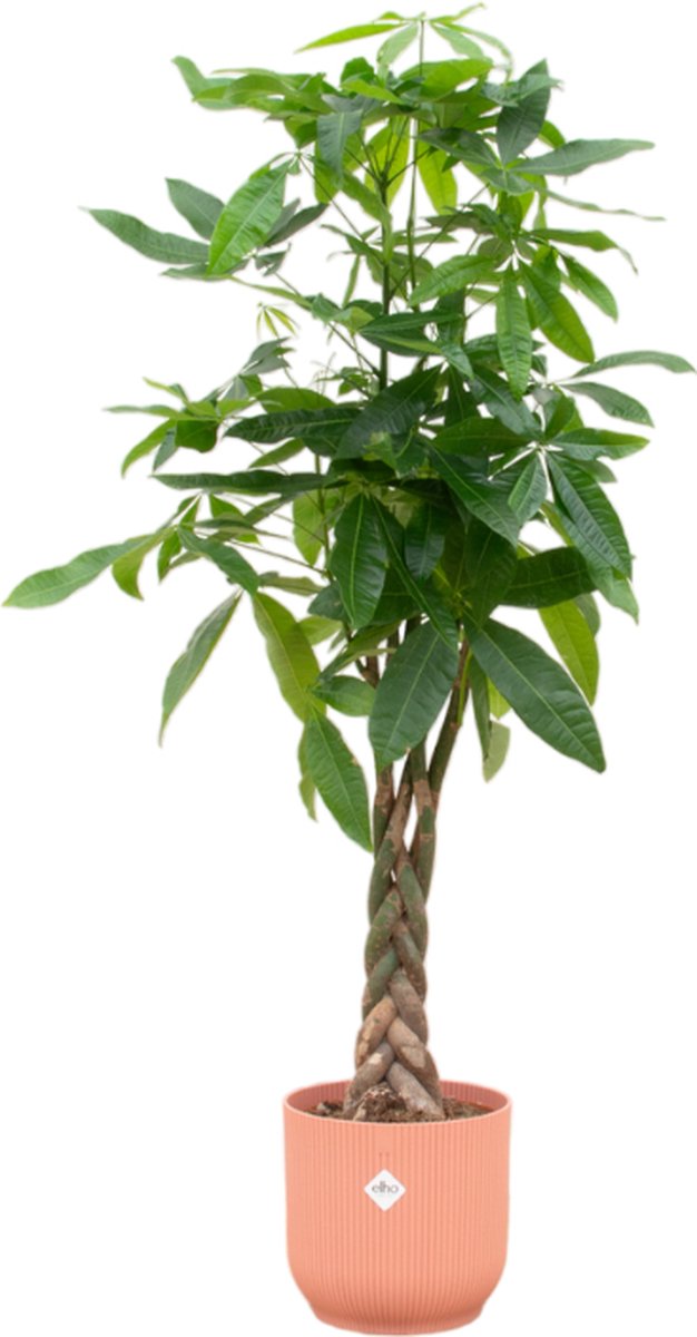 Green Bubble - Pachira Aquatica inclusief elho Vibes Fold Round roze Ø30 - 160 cm