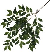 Terra Della - Terrariumplant - Reptielen - Hangende Plant Banyan 62x32x3cm Groen - 1st