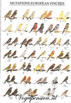 Vogelposter europese vinken gelamineerd A4 - Vogelposters - Benodigdheden - Distelvink (Carduelis carduelis)
