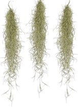Plant in a Box - Set van 3 Tillandsia Usneoides 'Baard tillandsias' - Luchtplantjes - Kamerplanten - Decoratie - Hoogte 25-40cm