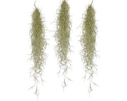 Plant in a Box - Set van 3 Tillandsia Usneoides 'Baard tillandsias' - Luchtplantjes - Kamerplanten - Decoratie - Hoogte 25-40cm