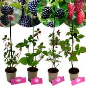 Set Van 4 Bramen - Rubus fruticosus -Black Satin, Thornless Evergreen, Triple Crown, Tayberry - Hoogte 25cm - 9cm pot