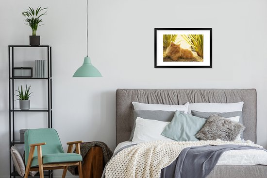 Photo en cadre - Cadre photo Chat persan parmi les plantes noir avec passe-partout blanc 60x40 cm - Affiche sous cadre (Décoration murale salon / chambre)