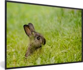 Photo encadrée - Bébé lapin assis dans l'herbe cadre photo noir sans passe-partout 30x20 cm - Affiche encadrée (Décoration murale salon / chambre)