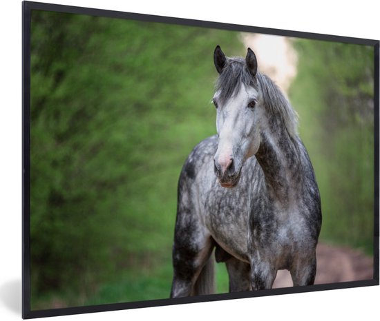 Affiche avec cadre Cheval - Forêt - Portrait - 60x40 cm