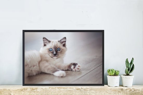 Photo encadrée - Un chaton Ragdoll se trouve sur le sol cadre photo noir 60x40 cm - Affiche encadrée (Décoration murale salon / chambre)