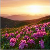Poster (Mat) - Roze Bloemenveld boven aan de Berg bij Zonsondergang - 80x80 cm Foto op Posterpapier met een Matte look