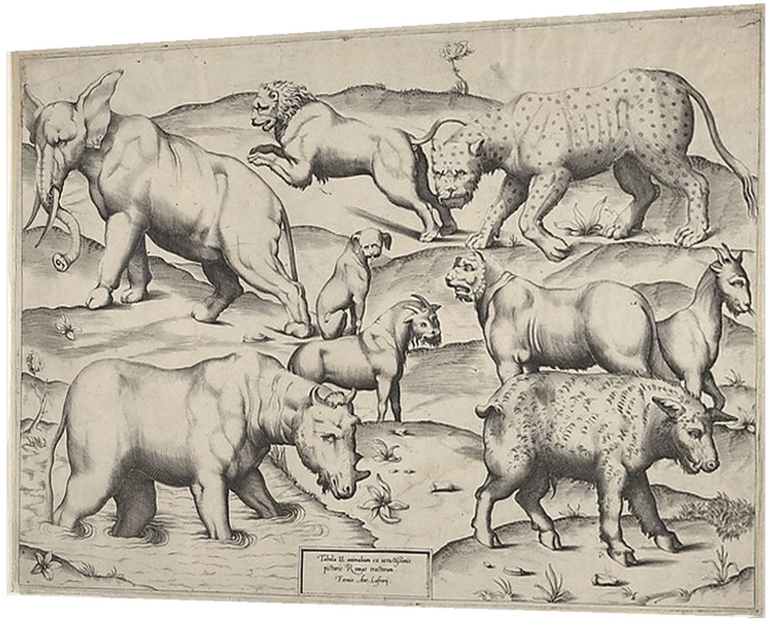 Printen.eu Poster - Various Animals - 42 x 29.7 cm Multicolor