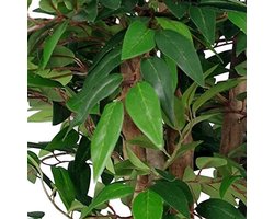 Kunstmatige Ficusboom/plant 90 cm - Luxe Smilax