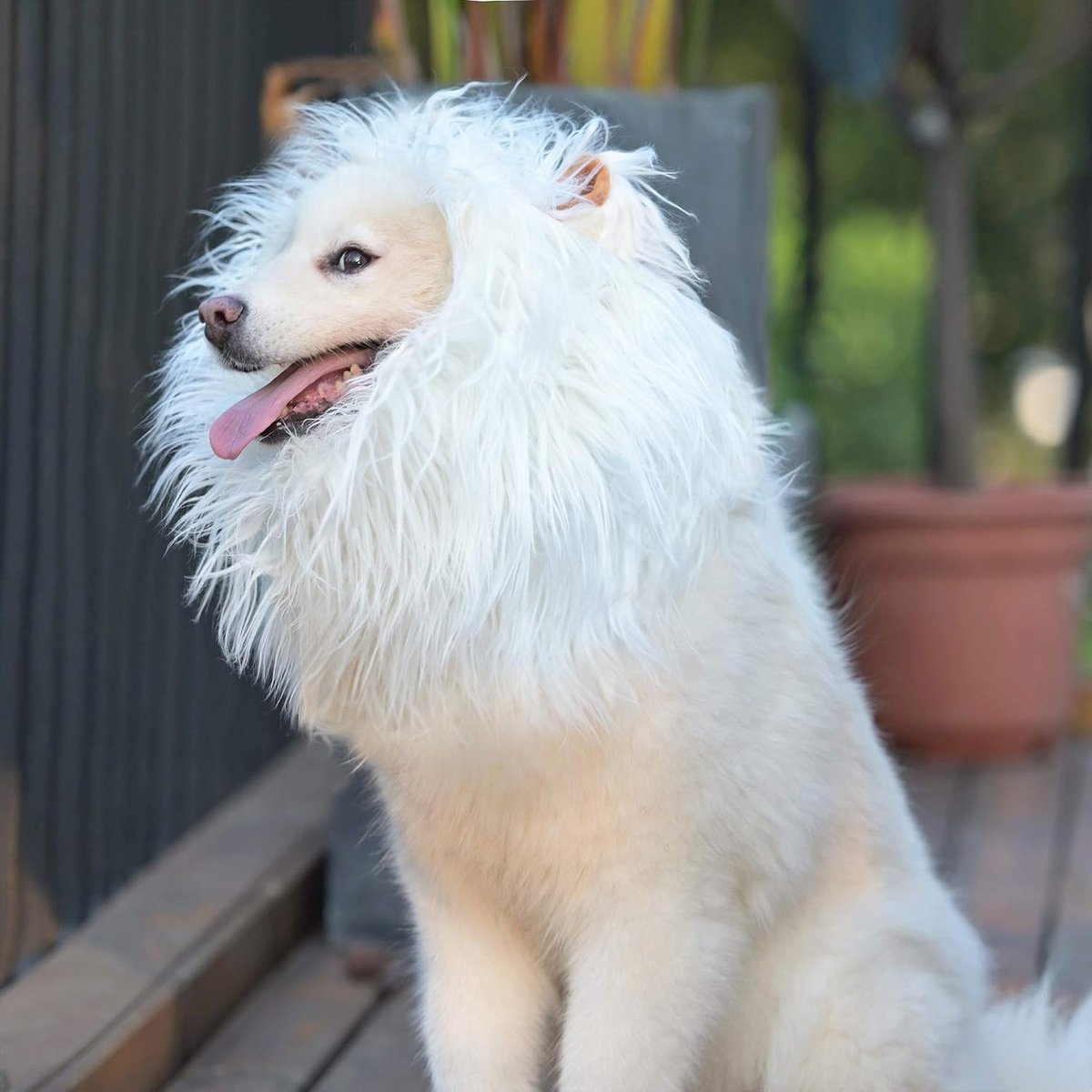Leeuwenmanenpruik voor honden met oren, grappige huisdierkostuums voor Halloween Kerstmis
