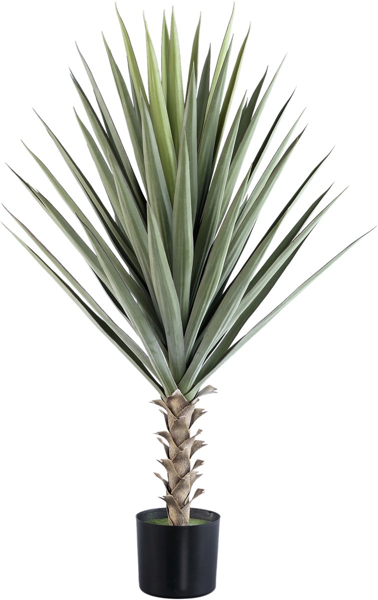 PTMD Leaves Plant Yucca In Black Pot Groen