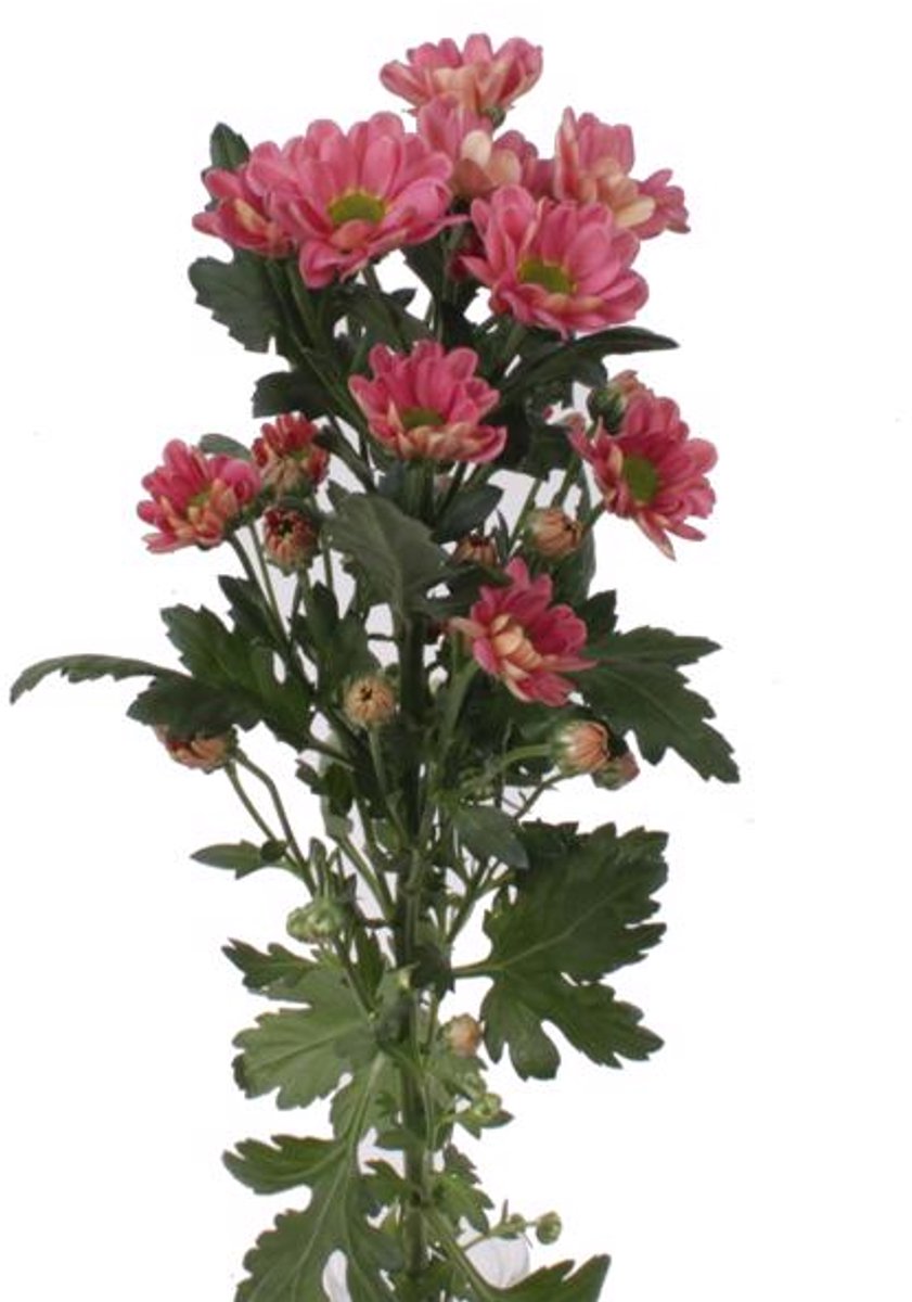 25x Chrysant san.rossi lobster 50cm