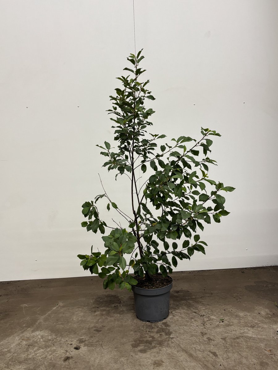 Gewone vuilboom / Sporkehout 100-125 cm (in pot) - Frangula alnus - Ø26 cm - inheemse plant - lange bloei- en vruchtperiode - onderhoudsarm