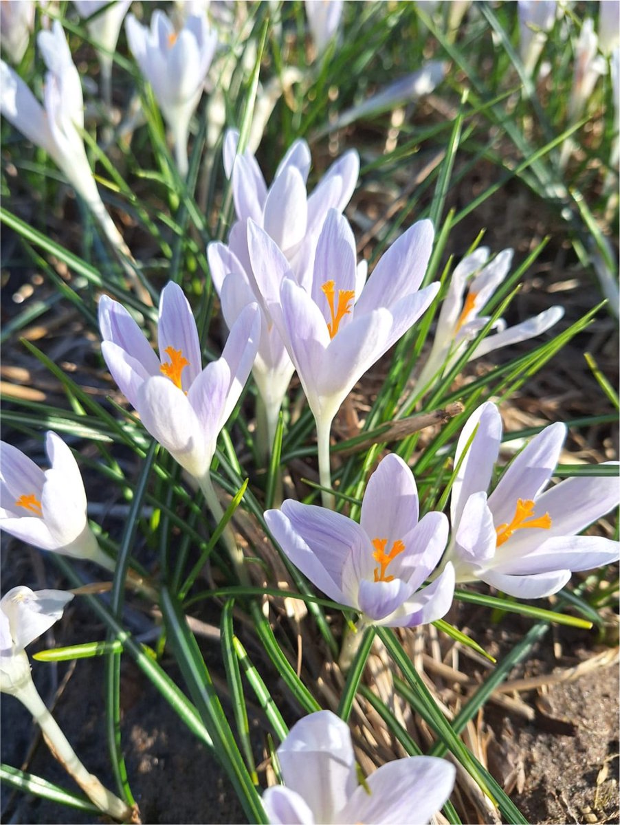 20x Crocus 'Candle light' - BULBi® Bloembollen met bloeigarantie
