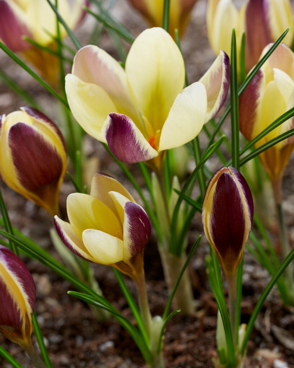 20x Crocus 'Herald chrysanthus' - BULBi® Bloembollen met bloeigarantie