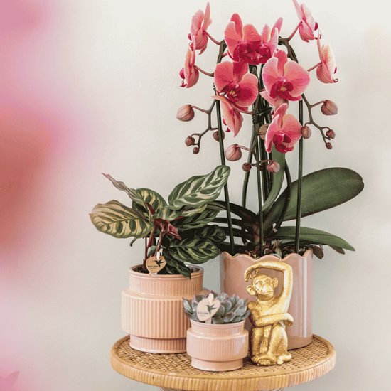 Roze orchidee met donkergroene bladeren, naast een plant met gestreepte bladeren en een vetplant in pastelkleurige potten. Een gouden apenbeeldje staat ernaast.